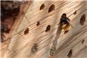 Veranstaltungsbild Insektenhotel basteln